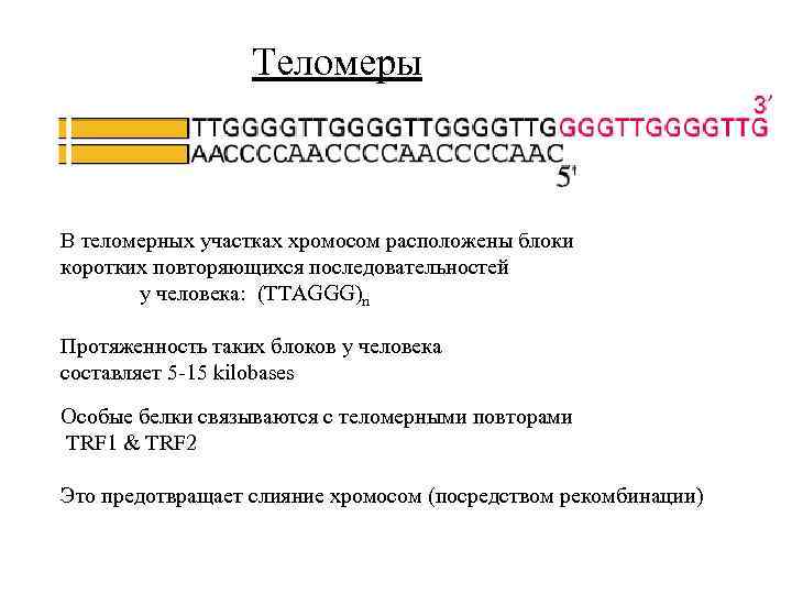 Теломеры В теломерных участках хромосом расположены блоки коротких повторяющихся последовательностей у человека: (TTAGGG)n Протяженность