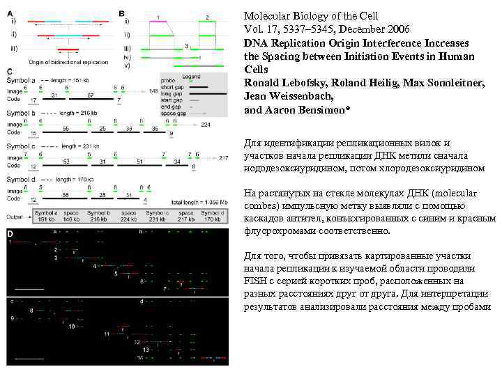 Molecular Biology of the Cell Vol. 17, 5337– 5345, December 2006 DNA Replication Origin