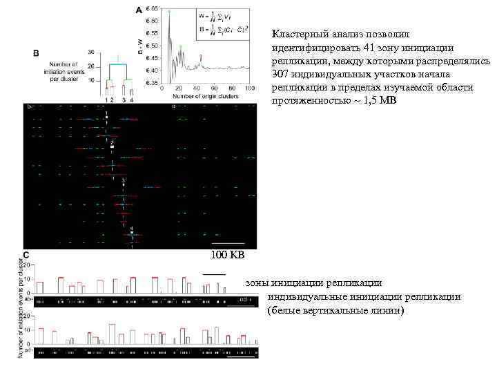 Кластерный анализ позволил идентифицировать 41 зону инициации репликации, между которыми распределялись 307 индивидуальных участков