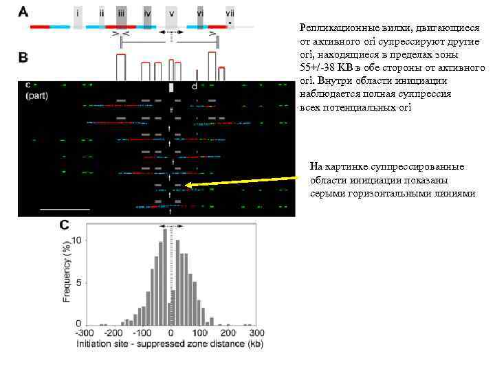 Репликационные вилки, двигающиеся от активного ori супрессируют другие ori, находящиеся в пределах зоны 55+/-38