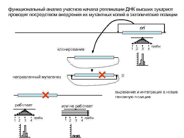 функциональный анализ участков начала репликации ДНК высших эукариот проводят посредством внедрения их мутантных копий