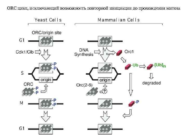 ORC цикл, исключающий возможность повторной инициации до прохождения митоза 
