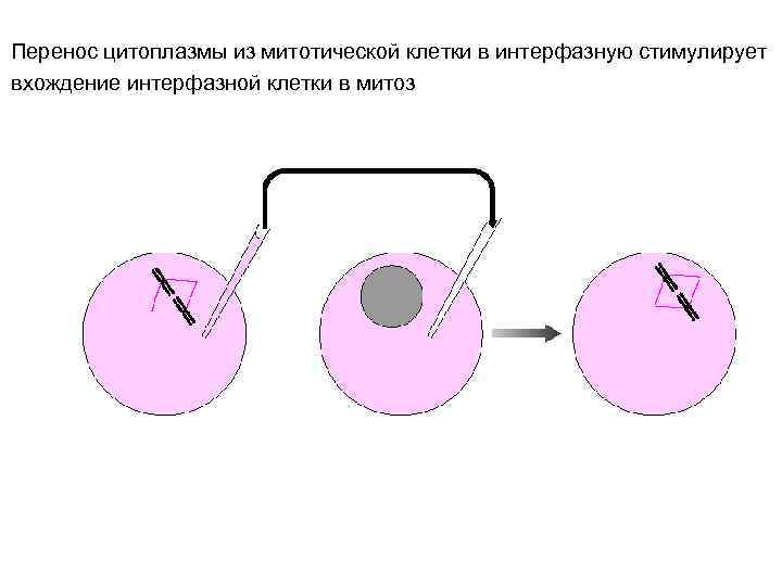 Перенос цитоплазмы из митотической клетки в интерфазную стимулирует вхождение интерфазной клетки в митоз 