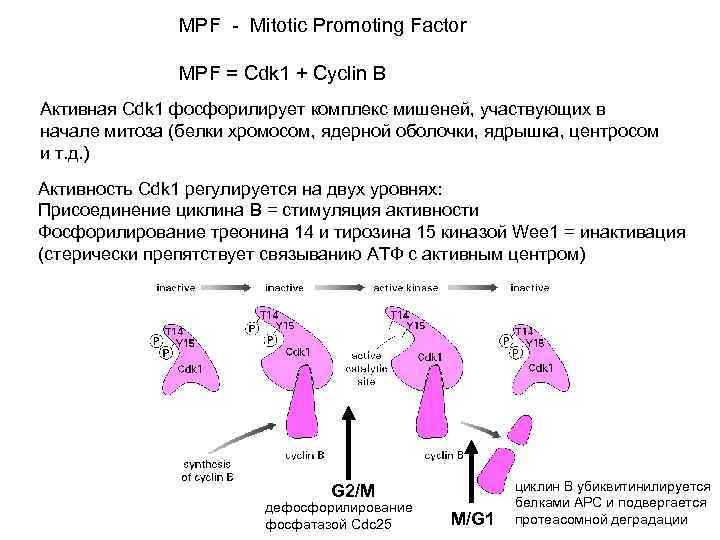 MPF - Mitotic Promoting Factor MPF = Cdk 1 + Cyclin B Активная Cdk