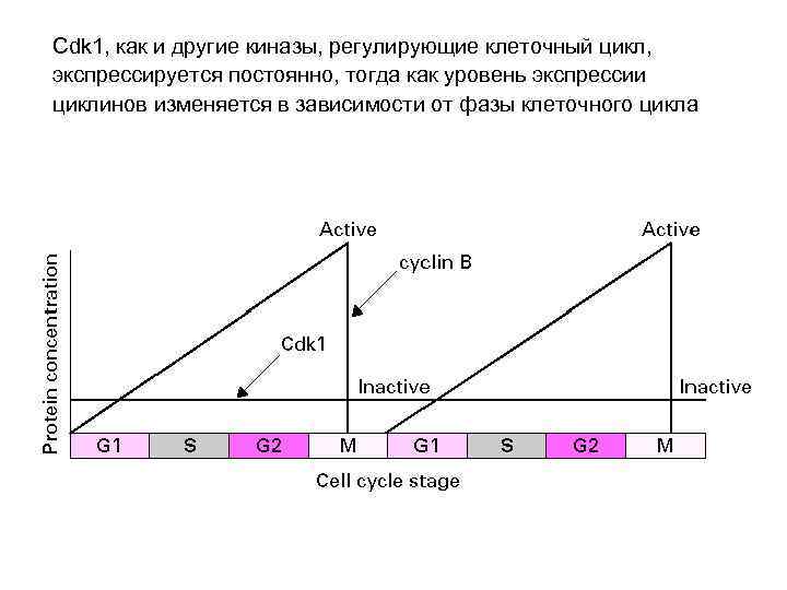 Cdk 1, как и другие киназы, регулирующие клеточный цикл, экспрессируется постоянно, тогда как уровень