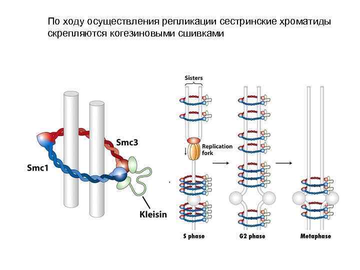 По ходу осуществления репликации сестринские хроматиды скрепляются когезиновыми сшивками 