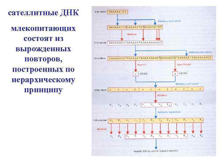 сателлитные ДНК млекопитающих состоят из вырожденных повторов, построенных по иерархическому принципу 