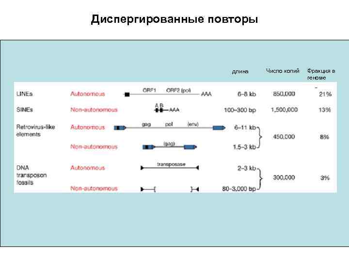 Диспергированные повторы ~45% генома человека. Сюда входят: длина Число копий Ретроэлементы различных типов Long-terminal
