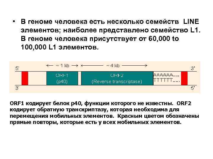 • В геноме человека есть несколько семейств LINE элементов; наиболее представлено семейство L