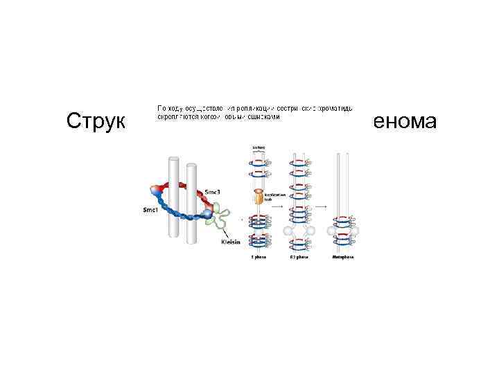 Структура эукариотического генома 