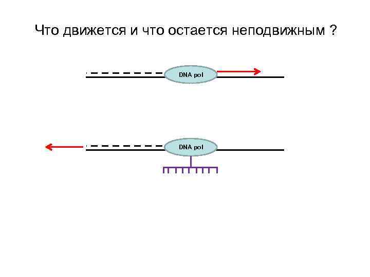 Что движется и что остается неподвижным ? DNA pol 