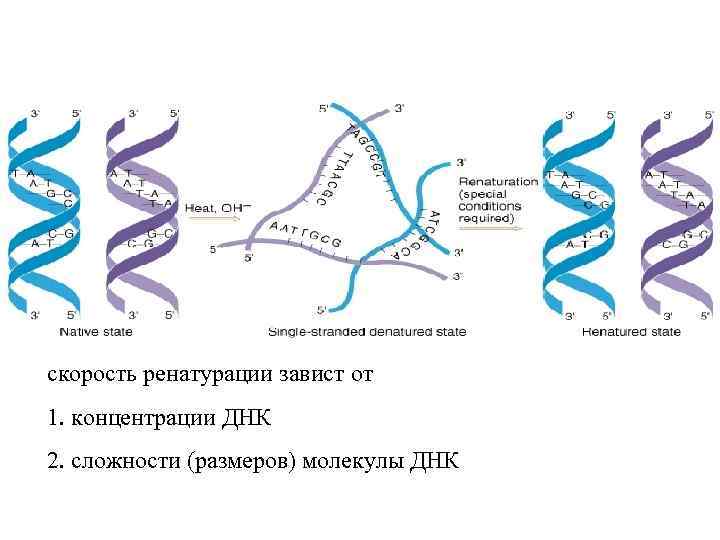 скорость ренатурации завист от 1. концентрации ДНК 2. сложности (размеров) молекулы ДНК 