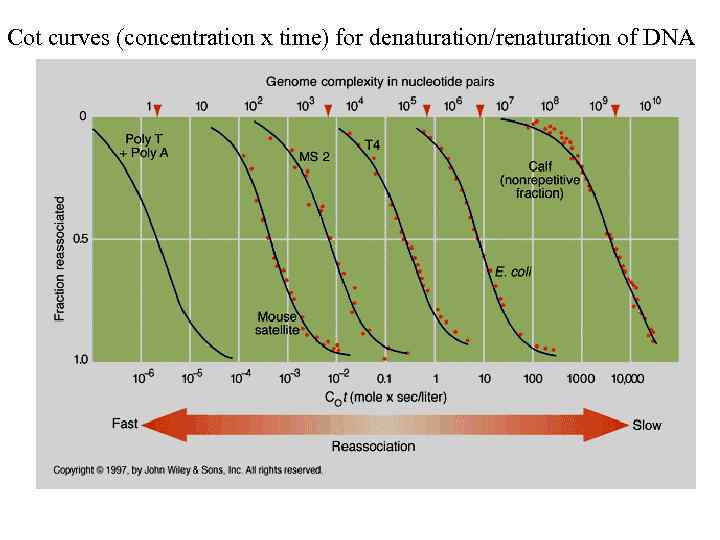 Cot curves (concentration x time) for denaturation/renaturation of DNA 