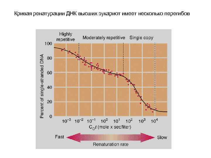 Кривая ренатурации ДНК высших эукариот имеет несколько перегибов 