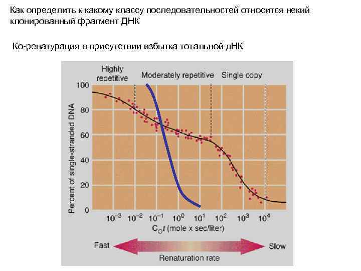 Как определить к какому классу последовательностей относится некий клонированный фрагмент ДНК Ко-ренатурация в присутствии