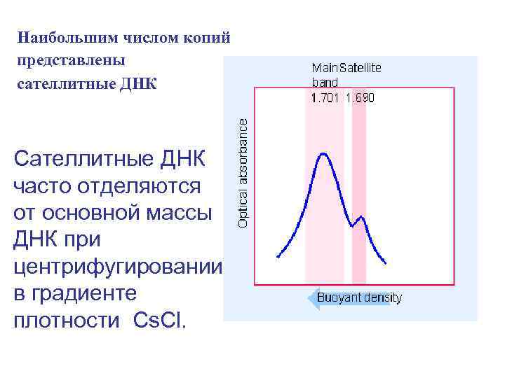 Наибольшим числом копий представлены сателлитные ДНК Сателлитные ДНК часто отделяются от основной массы ДНК