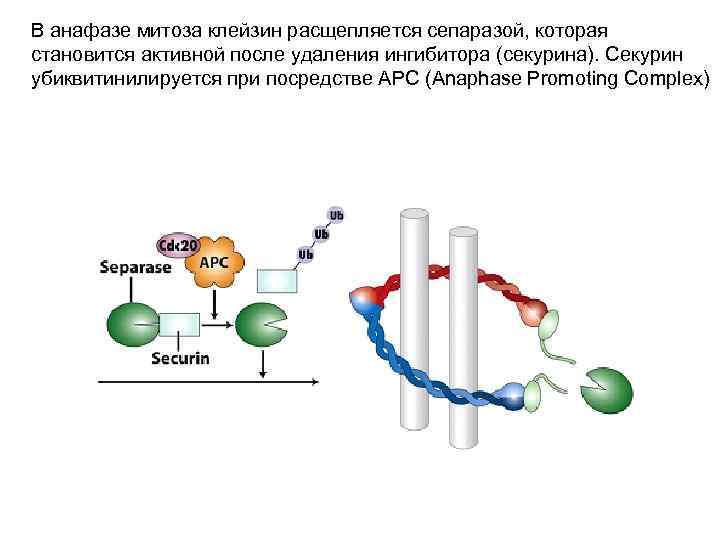 В анафазе митоза клейзин расщепляется сепаразой, которая становится активной после удаления ингибитора (секурина). Секурин