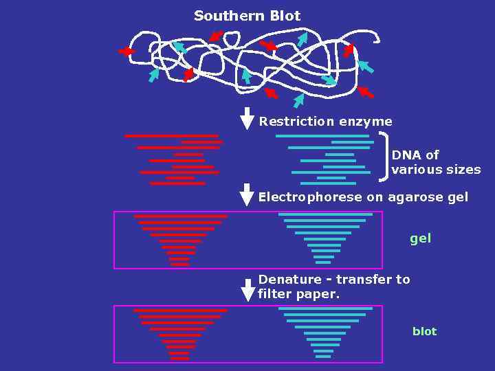 Southern Blot Restriction enzyme DNA of various sizes Electrophorese on agarose gel Denature -