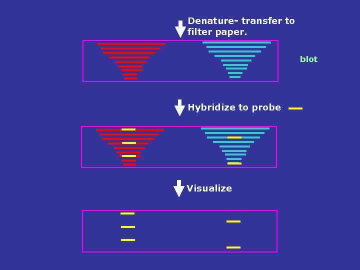 Denature- transfer to filter paper. blot Hybridize to probe Visualize 