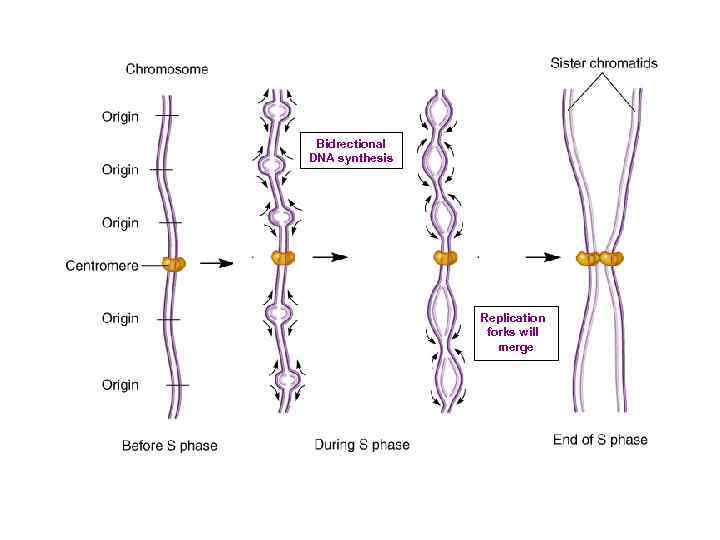 Bidrectional DNA synthesis Replication forks will merge 