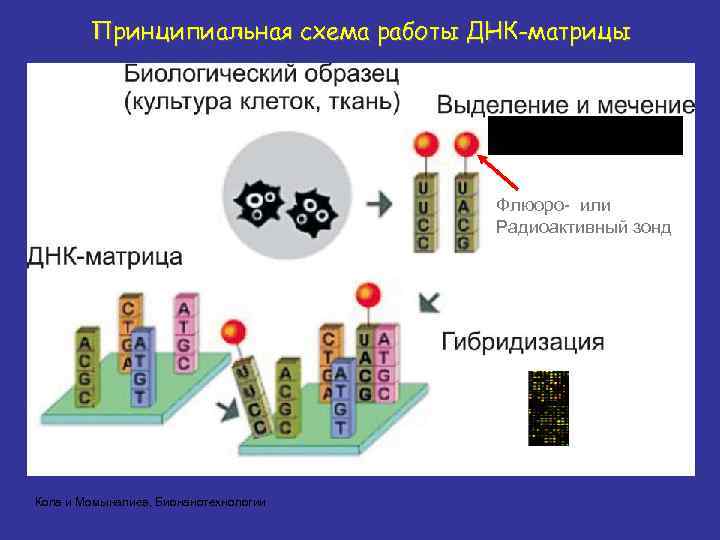 Принципиальная схема работы ДНК-матрицы геномной ДНК Флюоро- или Радиоактивный зонд Копа и Момыналиев, Бионанотехнологии