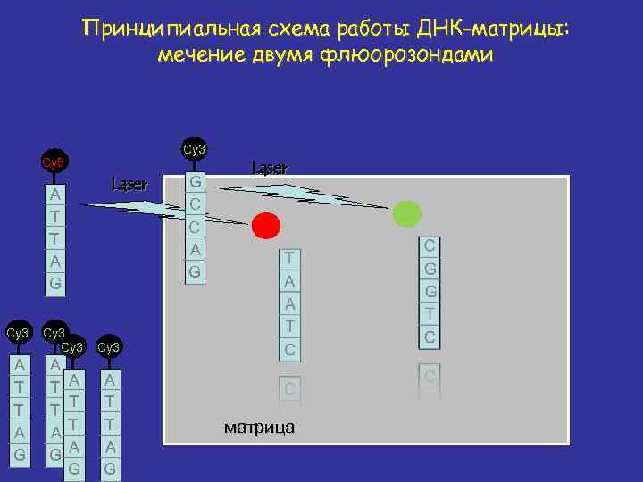 Принципиальная схема работы ДНК-матрицы: мечение двумя флюорозондами Cy 3 Cy 5 Laser A T