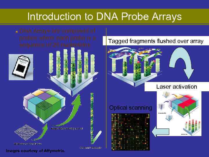 Introduction to DNA Probe Arrays DNA Arrays are composed of probes where each probe