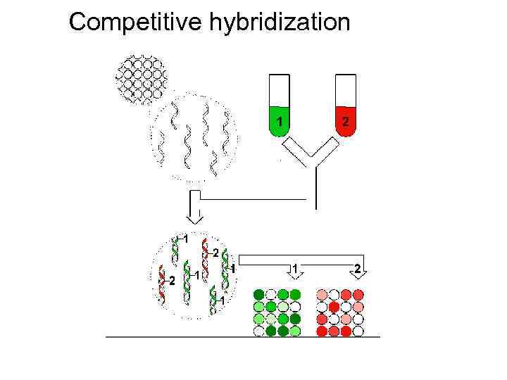 Competitive hybridization 