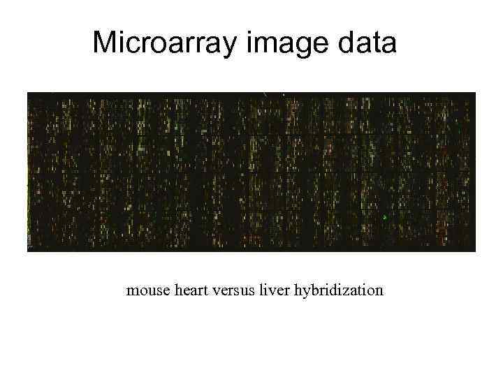 Microarray image data mouse heart versus liver hybridization 