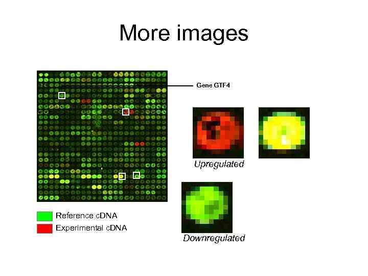 More images Gene GTF 4 Upregulated Reference c. DNA Experimental c. DNA Downregulated 