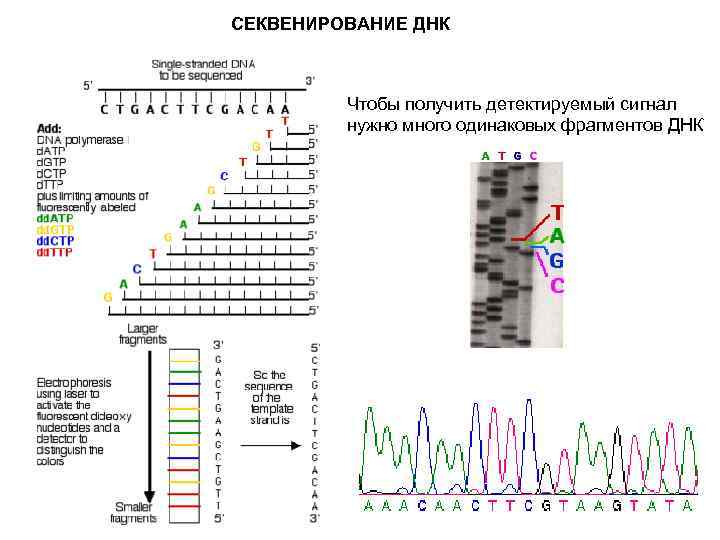 СЕКВЕНИРОВАНИЕ ДНК Чтобы получить детектируемый сигнал нужно много одинаковых фрагментов ДНК 