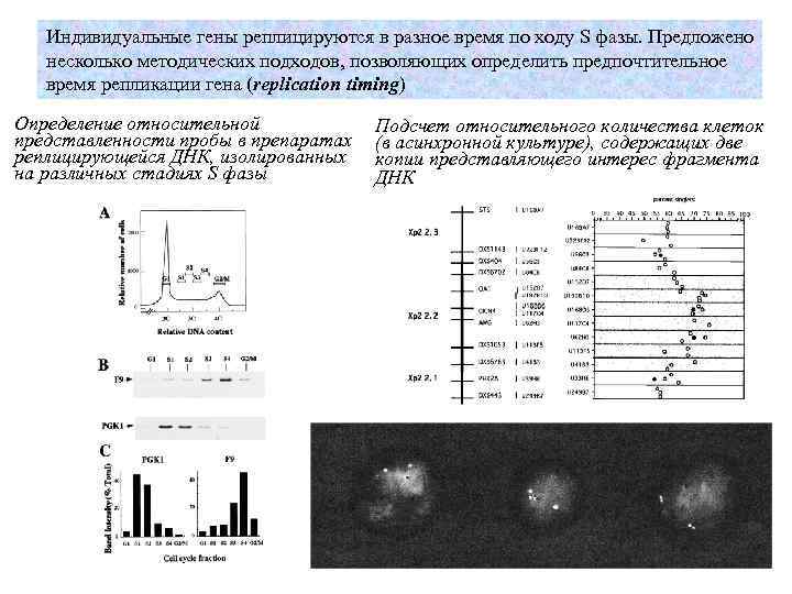 Индивидуальные гены реплицируются в разное время по ходу S фазы. Предложено несколько методических подходов,