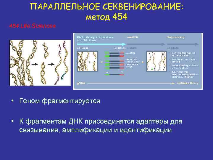 ПАРАЛЛЕЛЬНОЕ СЕКВЕНИРОВАНИЕ: метод 454 Life Sciences • Геном фрагментируется • К фрагментам ДНК присоединятся