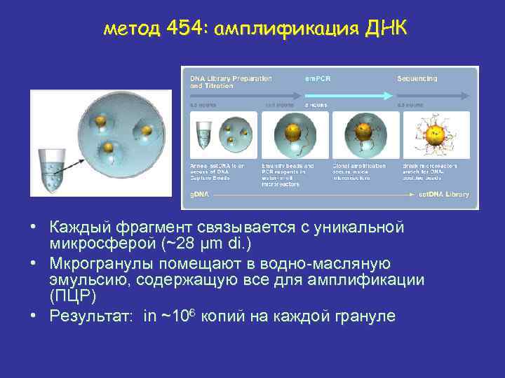 метод 454: амплификация ДНК • Каждый фрагмент связывается с уникальной микросферой (~28 μm di.