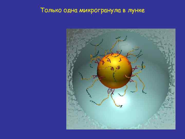 Только одна микрогранула в лунке 