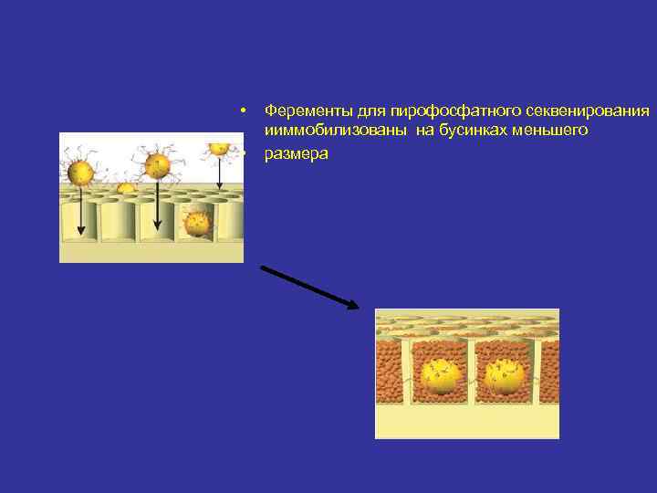  • • Феременты для пирофосфатного секвенирования ииммобилизованы на бусинках меньшего размера 