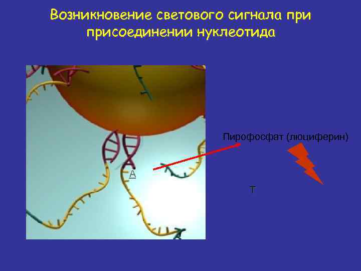 Возникновение светового сигнала присоединении нуклеотида Пирофосфат (люциферин) А Т 