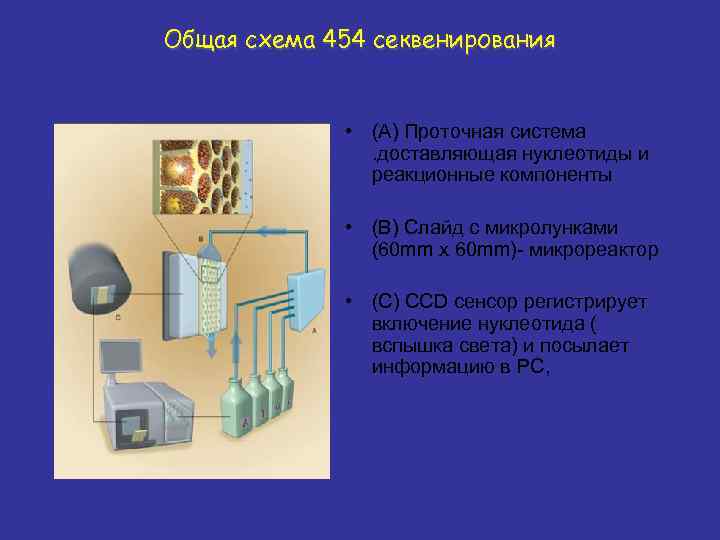 Общая схема 454 секвенирования • (A) Проточная система . доставляющая нуклеотиды и реакционные компоненты