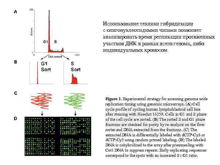 Использование техники гибридизации с олигонуклеотидными чипами позволяет анализировать время репликации протяженных участков ДНК в