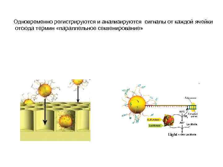 Одновременно регистрируются и анализируются сигналы от каждой ячейки отсюда термин «параллельное секвенирование» 