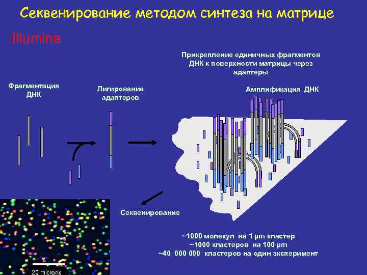 Фрагментация днк