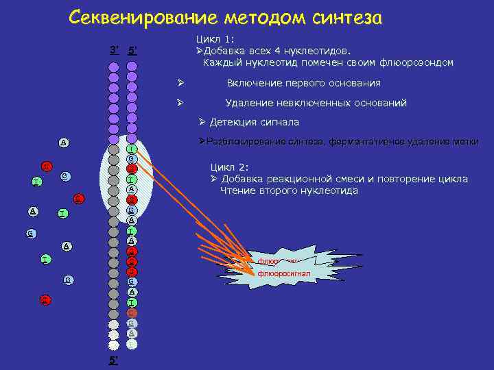 Секвенирование методом синтеза Цикл 1: ØДобавка всех 4 нуклеотидов. Каждый нуклеотид помечен своим флюорозондом