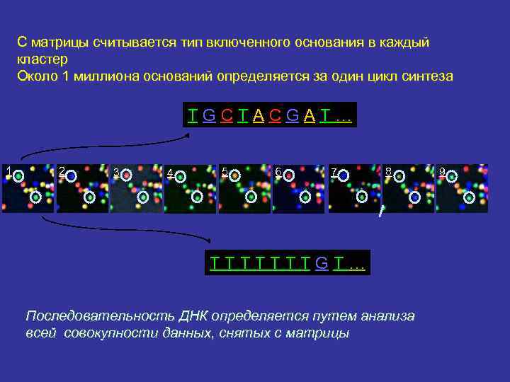 С матрицы считывается тип включенного основания в каждый кластер Около 1 миллиона оснований определяется