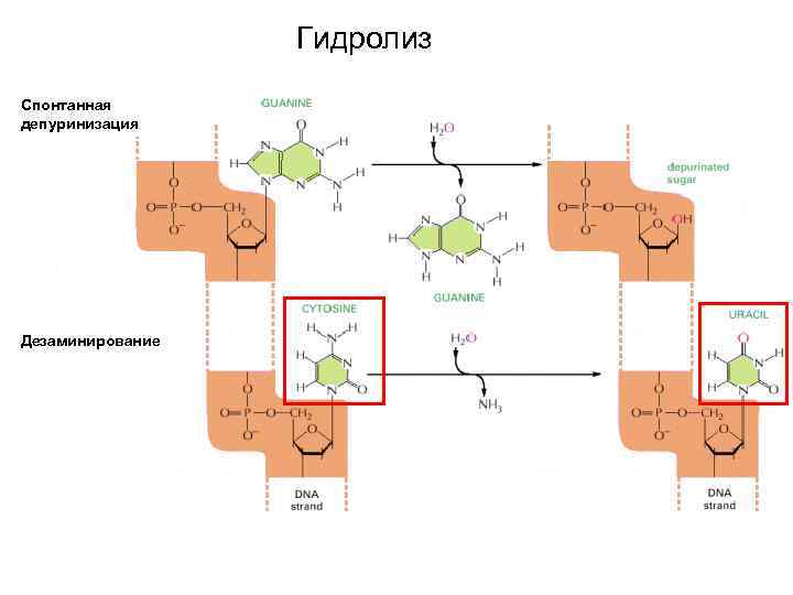 Гидролиз Спонтанная депуринизация Дезаминирование 
