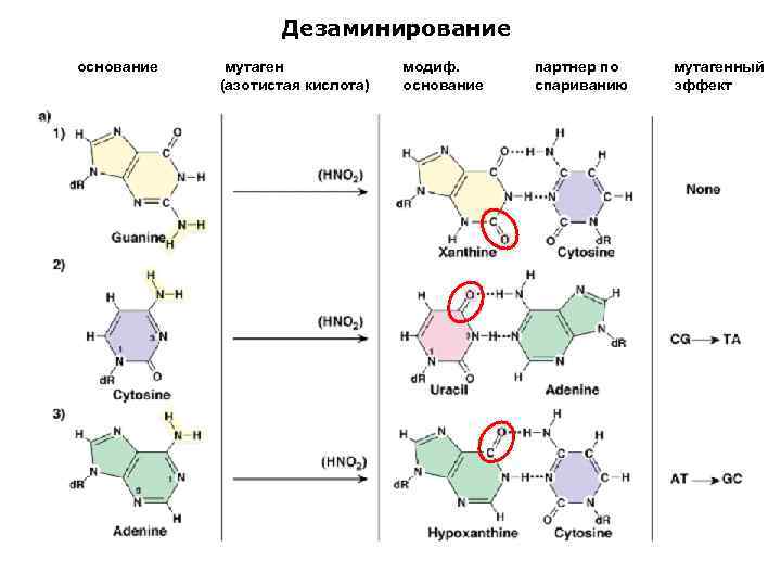 Дезаминирование основание мутаген (азотистая кислота) модиф. основание партнер по спариванию мутагенный эффект 