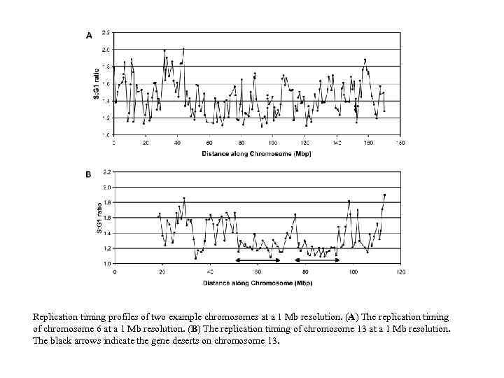 Replication timing profiles of two example chromosomes at a 1 Mb resolution. (A) The