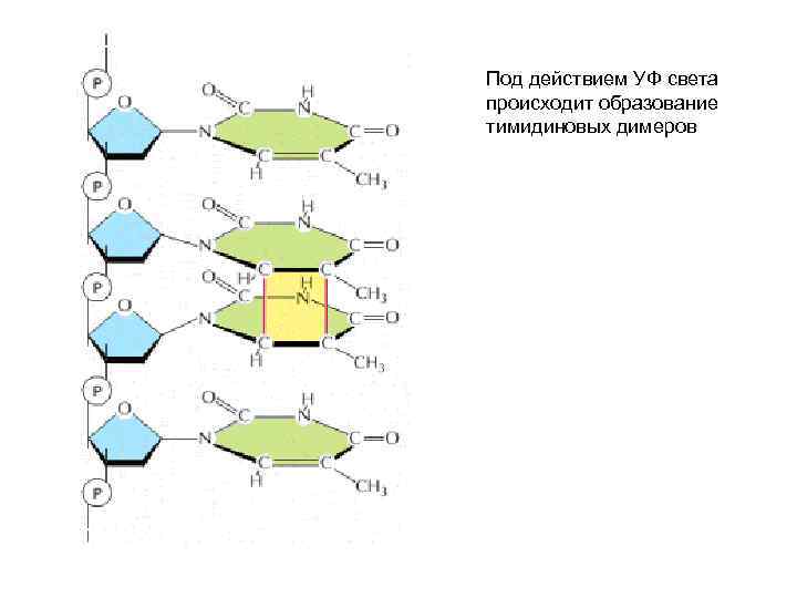 Под действием УФ света происходит образование тимидиновых димеров 