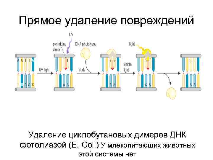 Прямое удаление повреждений Удаление циклобутановых димеров ДНК фотолиазой (E. Coli) У млекопитающих животных этой