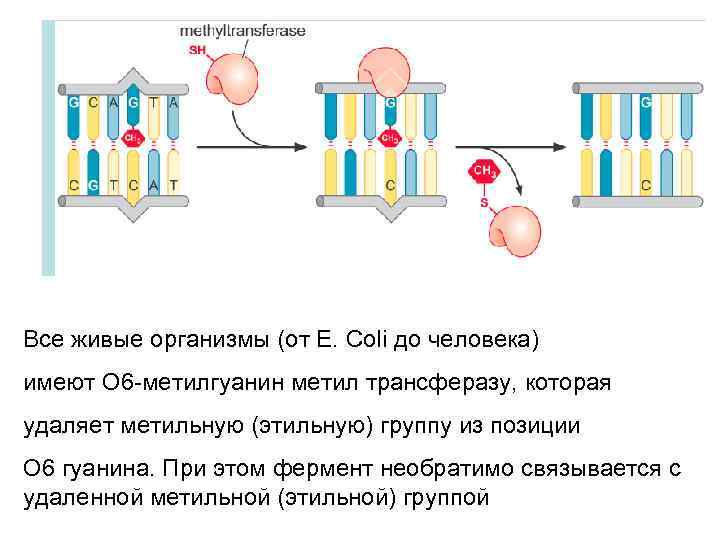 Все живые организмы (от E. Coli до человека) имеют О 6 -метилгуанин метил трансферазу,