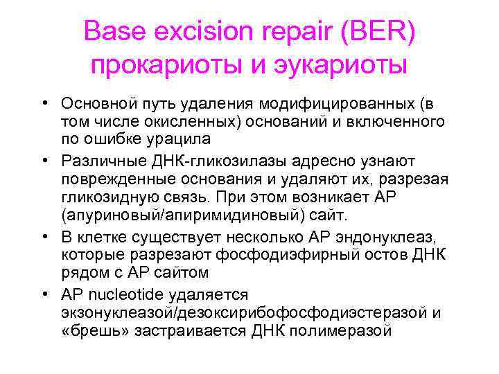 Base excision repair (BER) прокариоты и эукариоты • Основной путь удаления модифицированных (в том